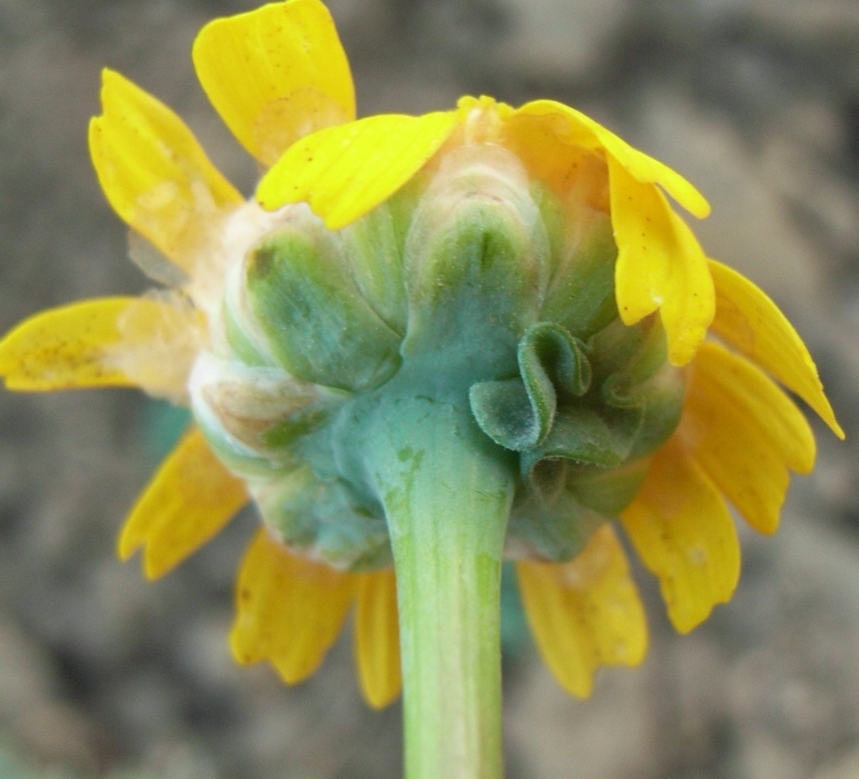 Glebionis segetum / Crisantemo campestre